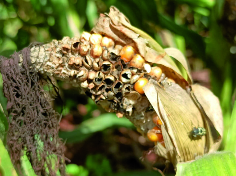 Uso expressivo de inseticidas para manejo da cigarrinha preocupa