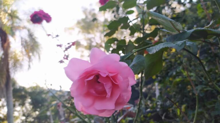 Temperaturas variam entre 15°C e 24°C neste Dia das Mães em Marechal Rondon; confira a previsão da semana