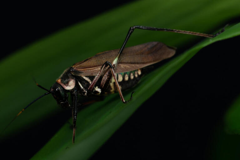 Pesquisa revela que Parque Nacional do Iguaçu abriga 89 espécies de esperança e reforça importância de proteger a área