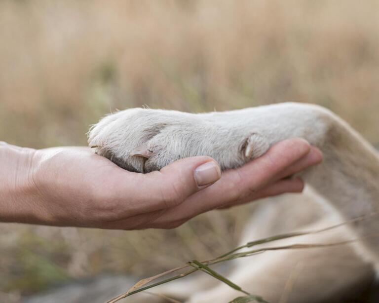 Casos de maus-tratos contra animais na região Oeste levantam debate sobre políticas públicas