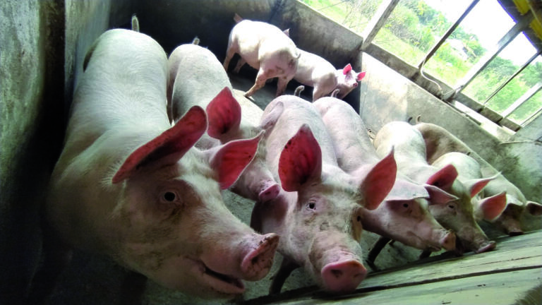 Crise na suinocultura força rondonenses a abandonar atividade e coloca-os à beira da falência
