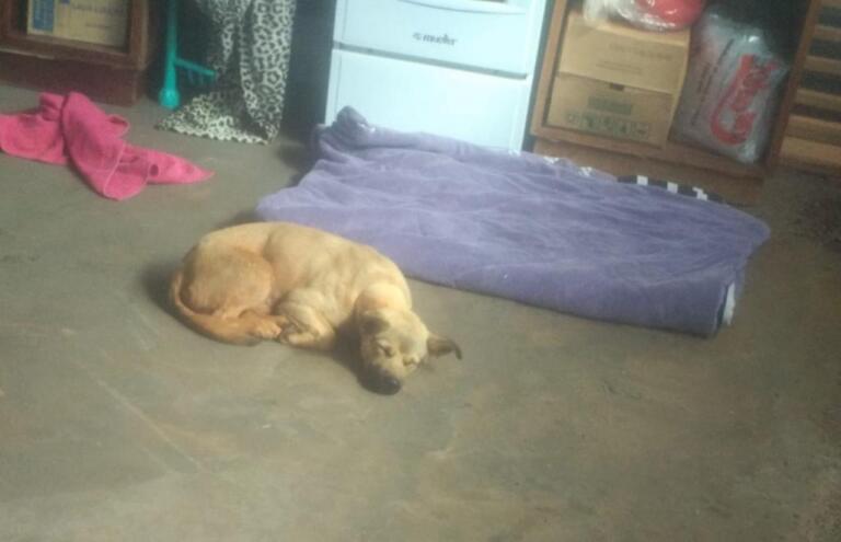 Cachorro é encontrado com cano de PVC preso no pescoço em Nova Santa Rosa