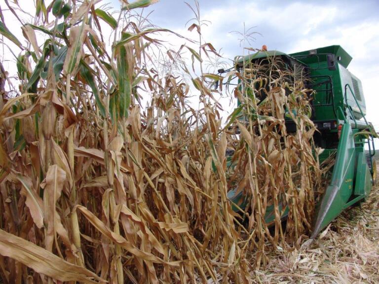 Dada largada à colheita do milho safrinha na microrregião de Marechal Rondon