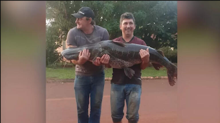 Dupla pesca peixe com mais de 40 quilos em Santa Helena