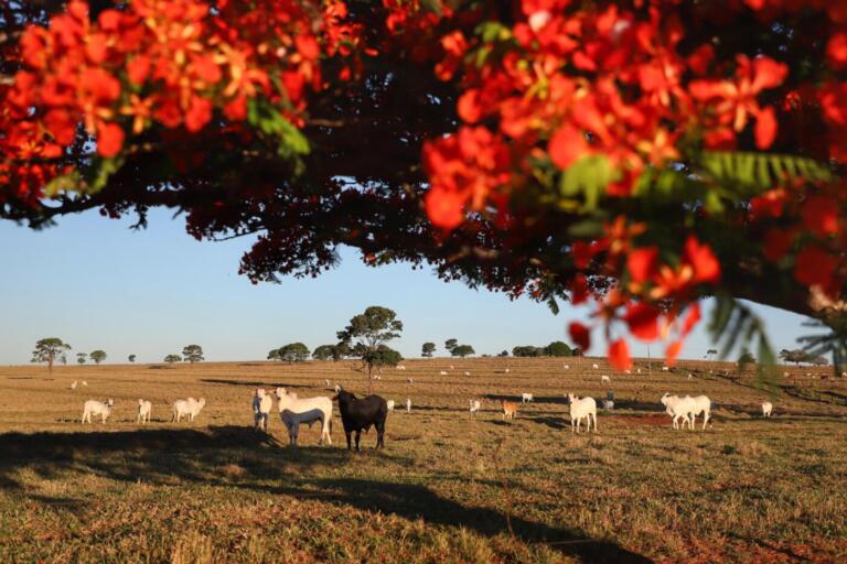 Nova linha de crédito vai apoiar produtores em conversão de pastagens