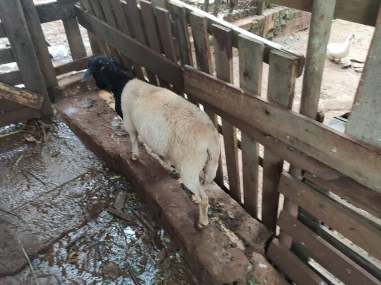 Cachorro ataca ovelhas em propriedade no interior rondonense; prejuízo estimado é de R$ 20 mil