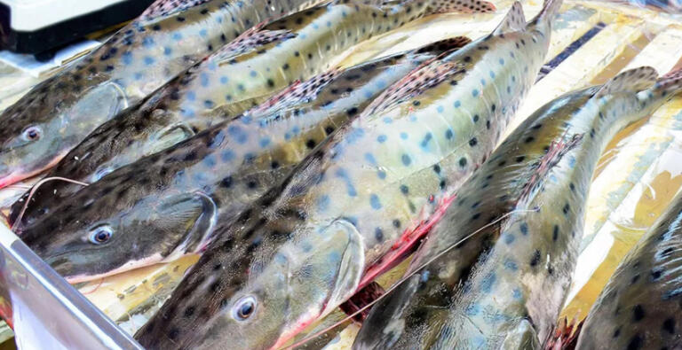 Pesca do pintado é proibida no Brasil