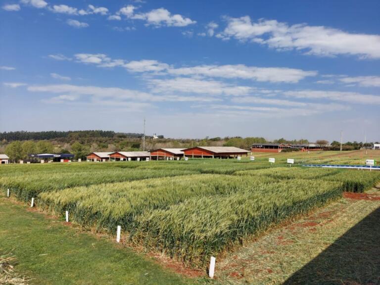 Coopavel prepara edição de 2022 do Show Rural de Inverno