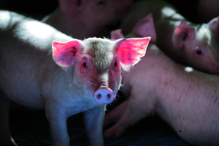 Suinocultura paranaense reduz perdas, mas segue no vermelho