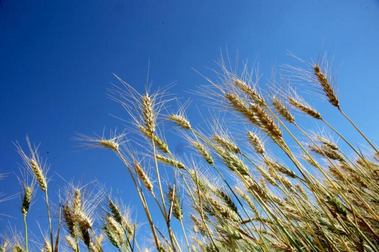 Trigo é destaque do Boletim Semanal de Conjuntura Agropecuária