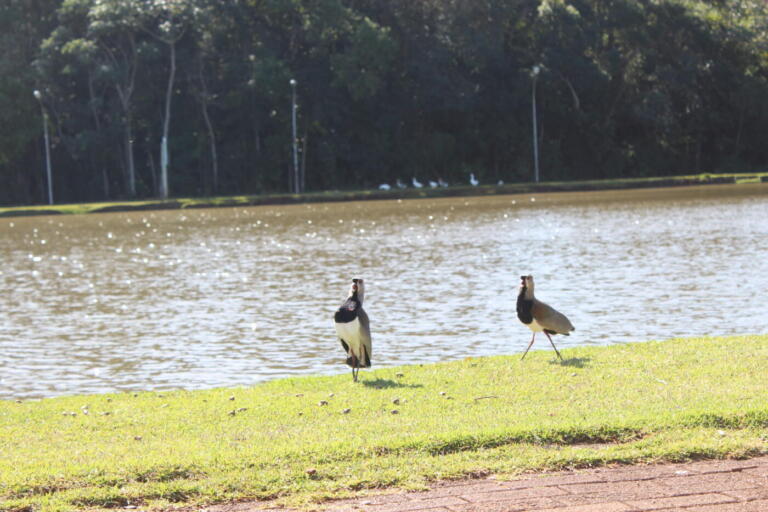 Previsão aponta quinta-feira ensolarada em Marechal Rondon