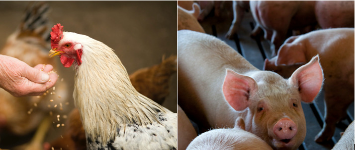 Produção brasileira de frango e suíno vai crescer em 2022, aponta ABPA