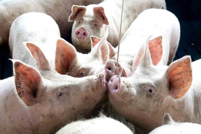 Marechal Rondon é destaque na suinocultura nacional