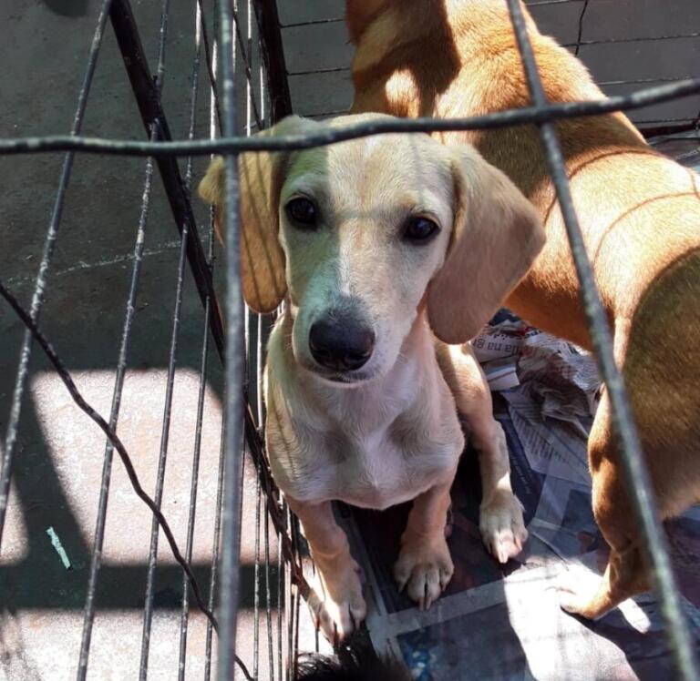 ONG Arca de Noé vai promover Feira de Adoção na Expo Rondon 2022