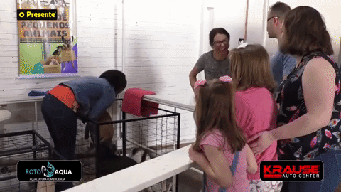 Animaizinhos conquistam o público na Feira de Adoção da Arca de Noé