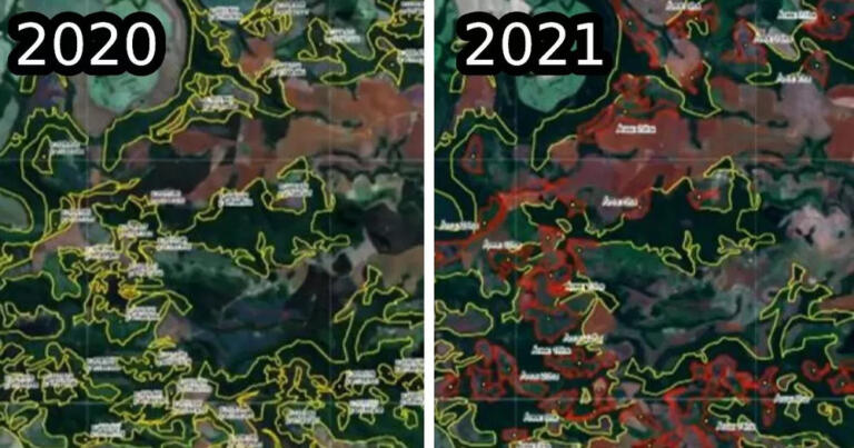Paraná é 3º estado que mais derrubou área de Mata Atlântica