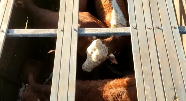 Três homens são presos suspeitos de trazer cabeças de gado da Argentina para o Brasil de forma clandestina