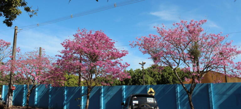 Aberta temporada dos ipês floridos em Marechal Rondon