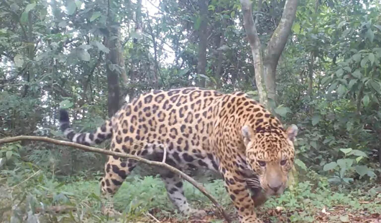 Onça-pintada inédita é flagrada por armadilha fotográfica no Parque Nacional do Iguaçu