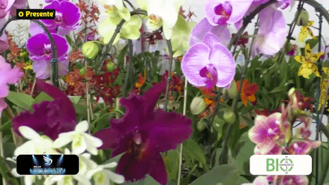De flores a cactos, Exposição de Orquídeas cativa público