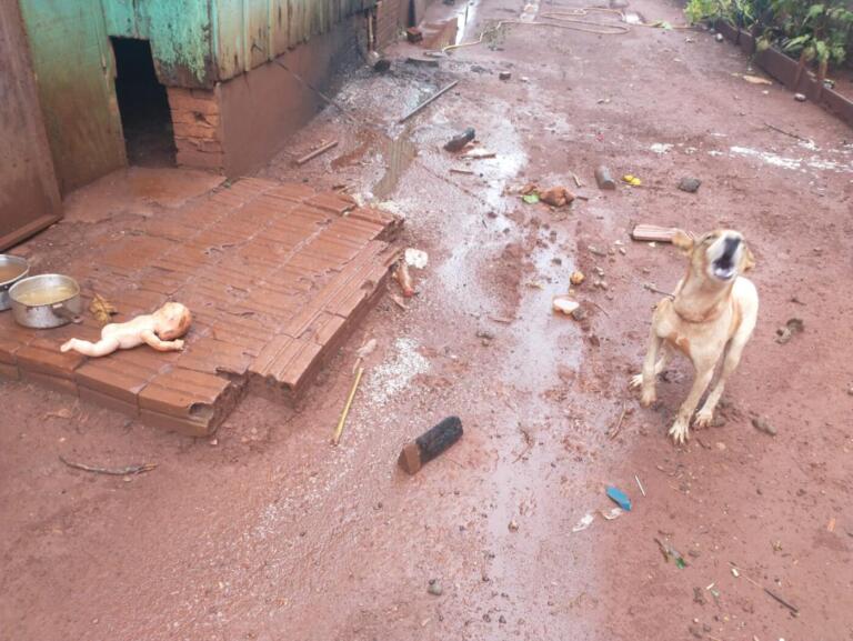 Duas residências são denunciadas por maus-tratos a animais em Quatro Pontes; veja fotos