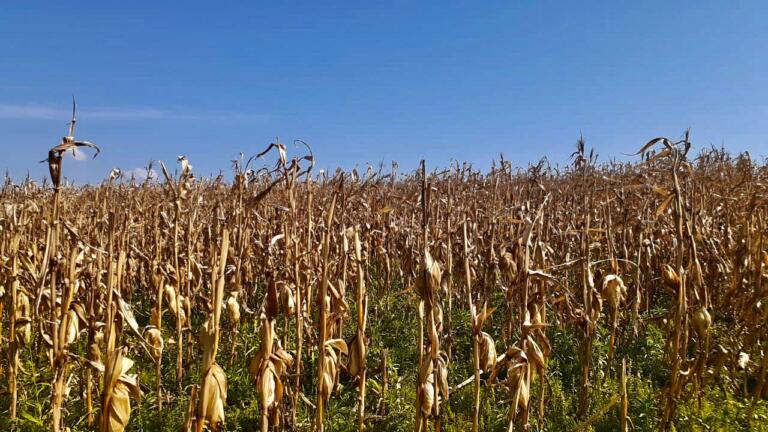 Colheita da safrinha em Marechal Rondon tem produtividade 15% maior