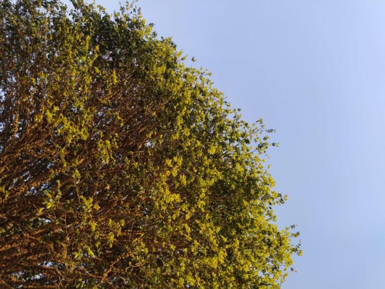 Chuva, sol, calor ou frio? Confira a previsão do tempo para a semana em Marechal Rondon