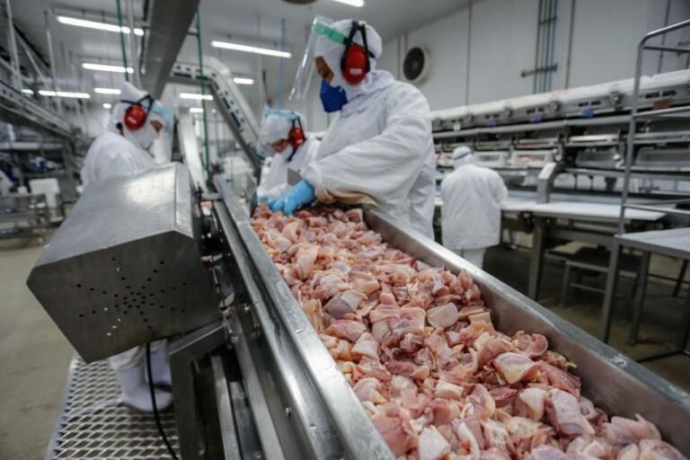 Cresce a participação do Paraná na produção nacional de frangos, suínos e leite