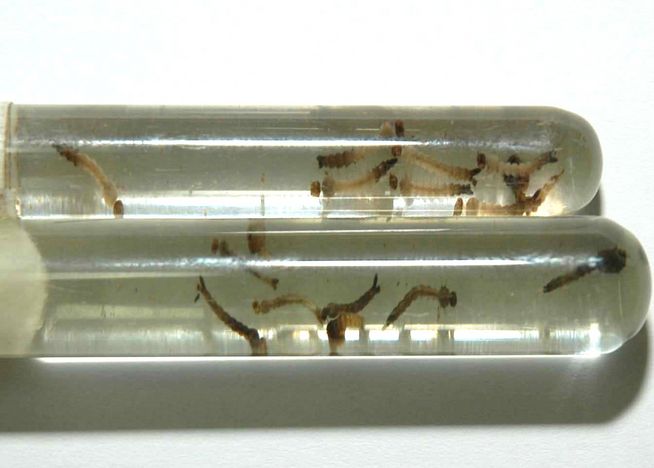 健康状態では、州内でデング熱による 773 人の追加の症例と 1 人の死亡が確認されています。  Marechal London – O Presenteの数字を確認してください