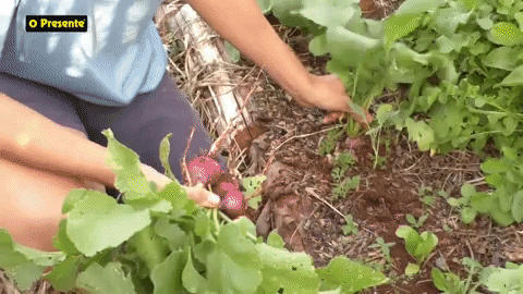 De Marechal Rondon para a internet: amigos compartilham experiências com a agroecologia no YouTube