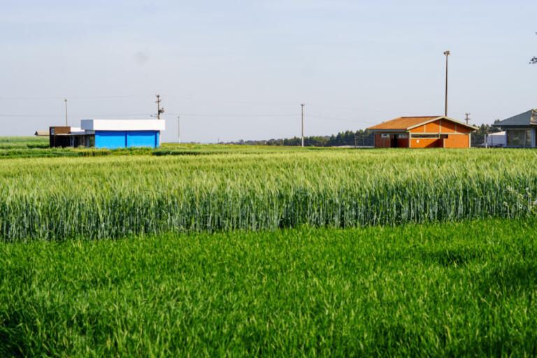 Coopavel vai apresentar novidades e condições diferenciadas aos triticultores durante o Show Rural de Inverno