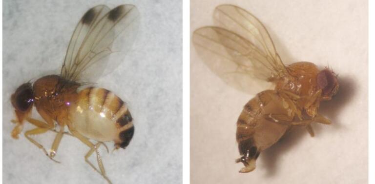 Mapeamento aponta áreas e períodos mais propícios à ocorrência de praga exótica no Brasil