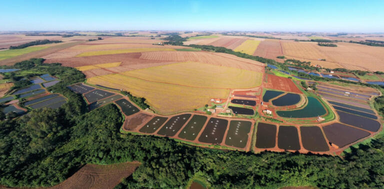 Maripá é o 8º maior produtor de tilápia do Brasil, aponta pesquisa do IBGE