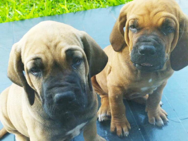 Agressores de animais vão pagar custo de tratamento; leis ficam mais rígidas no Paraná