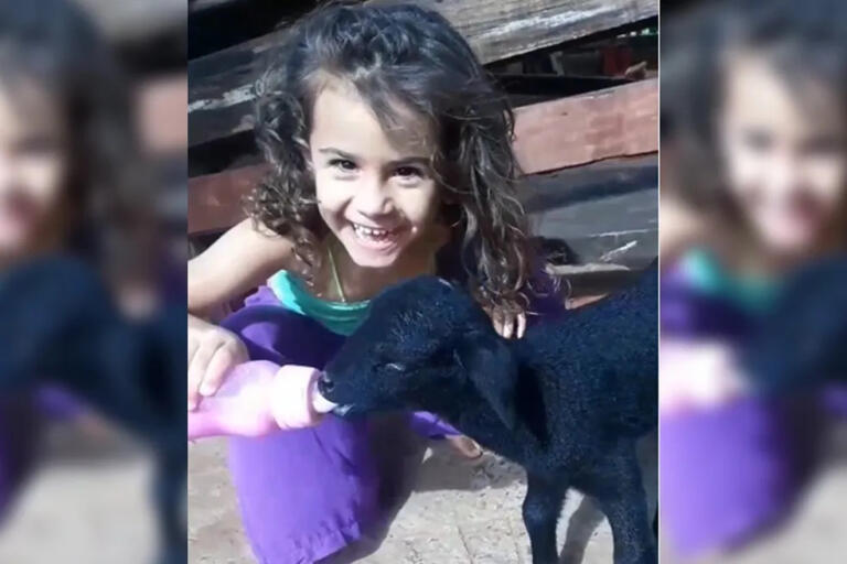 Carneira rejeitada pela mãe é adotada e vira melhor amiga de criança: “É uma amizade sincera”