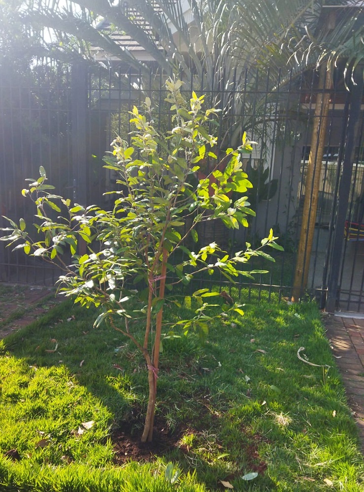 Secretaria de Agricultura intensifica o replantio de árvores