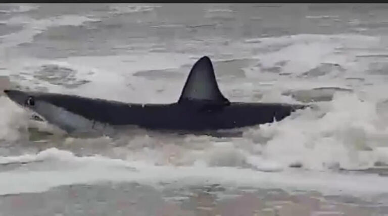 Tubarão “bastante agressivo” e mais veloz do mundo aparece em praia de Santa Catarina