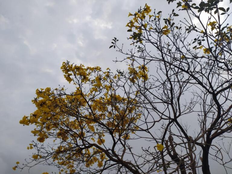 Simepar prevê tempestades severas na segunda-feira; veja quantos milímetros de chuva estão previstos para Marechal