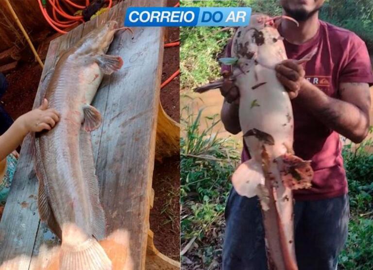 Morador de Palotina pesca bagre de 11 quilos no Rio Azul