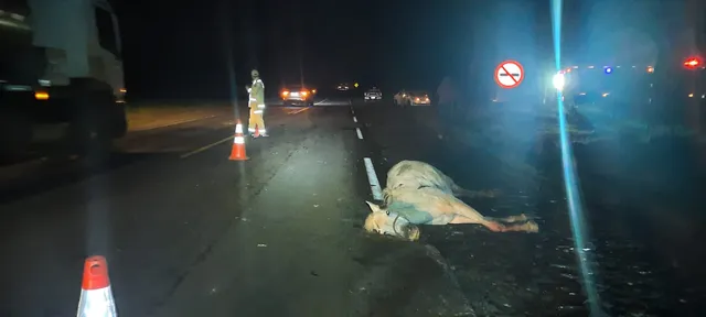 Motorista fica ferido após atropelar cavalo em rodovia, em Entre Rios do Oeste