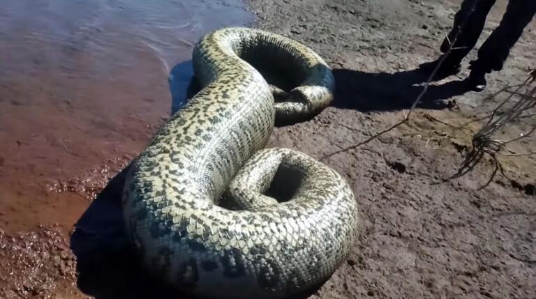 Sucuri de quatro metros é encontrada morta por pescadores em Santa Helena