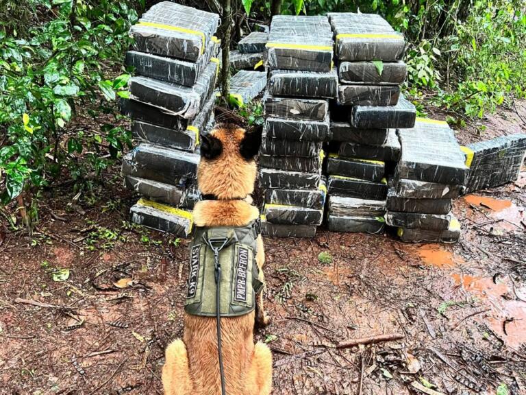 800 quilos de maconha são encontrados durante patrulhamento em Santa Helena