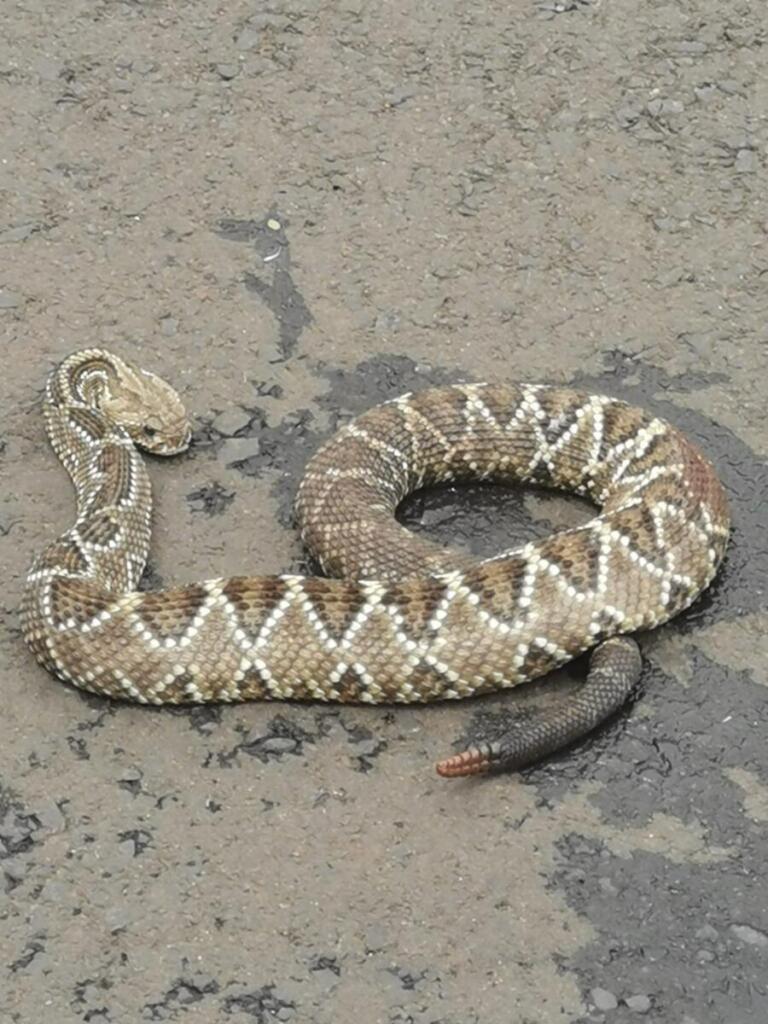 Serpente venenosa capturada em Marechal Rondon está no Corpo de Bombeiros e será encaminhada à universidade em Toledo
