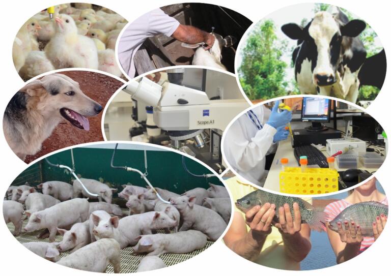 Sete curiosidades sobre o mundo de saúde animal que você nunca imaginou