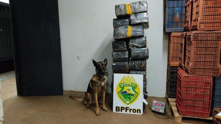 227 quilos de maconha são localizados em região de mata em Santa Helena