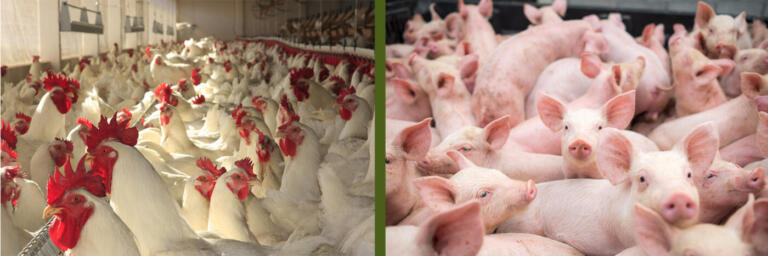 Levantamento dos custos de aves e suínos no Paraná começa em outubro