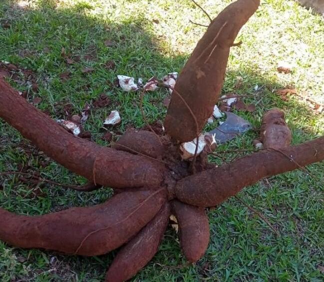 Agricultor colhe mandioca de 66 quilos em município da região