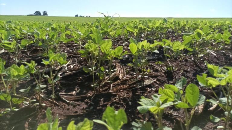 Novo Zarc da soja passa a valer na safra 2023/24