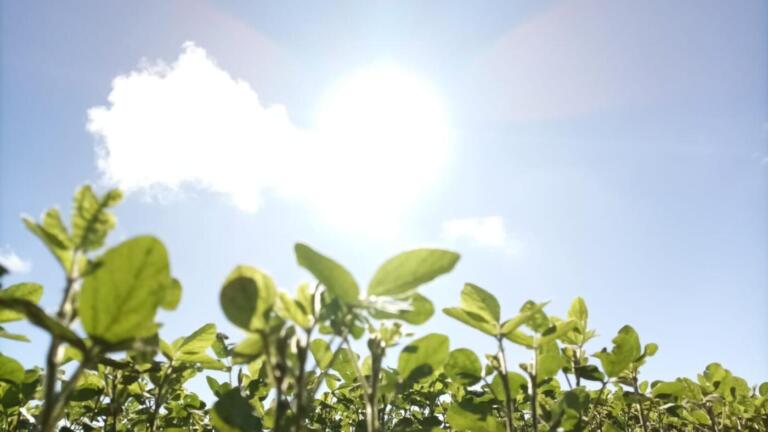 Plantio de soja volta à normalidade; safra deve alcançar 21 milhões de toneladas
