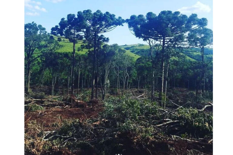 Denúncias anônimas via 181 levam à prisão dois suspeitos de desmatamento